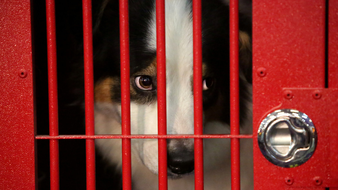 EE.UU. prohibirá la entrada de perros provenientes de más de 100 países por la rabia