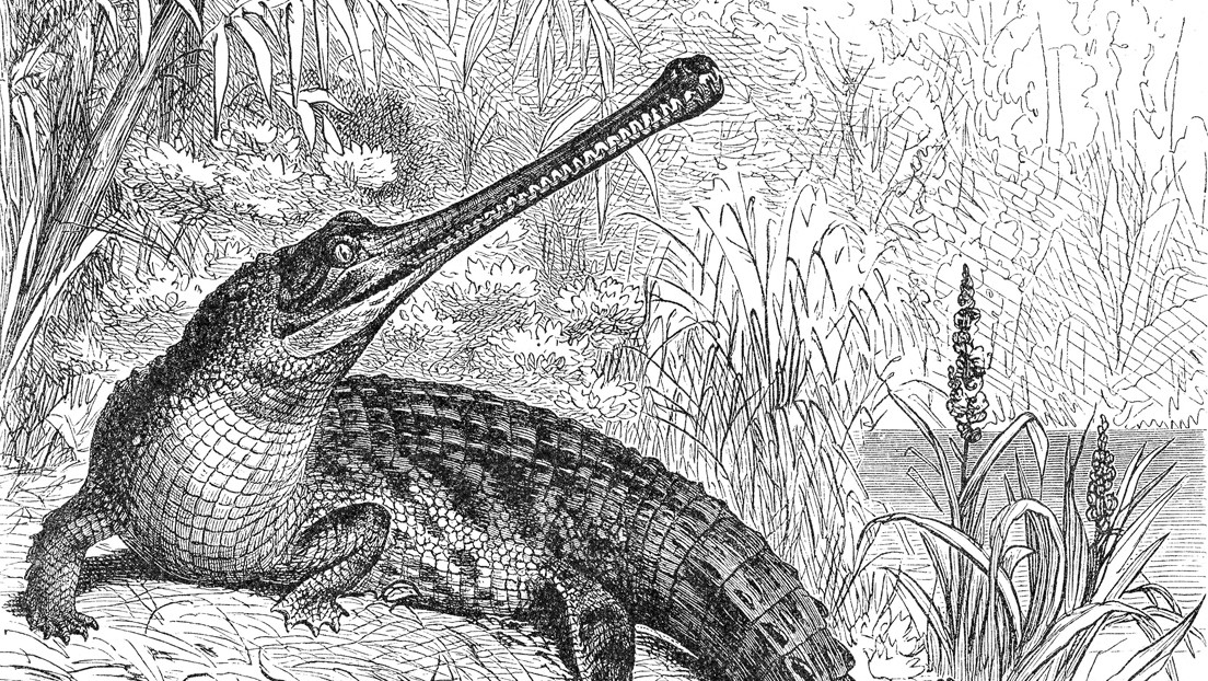 Un cráneo de reptil permite identificar un enorme cocodrilo extinto en Australia de supuesta ascendencia europea