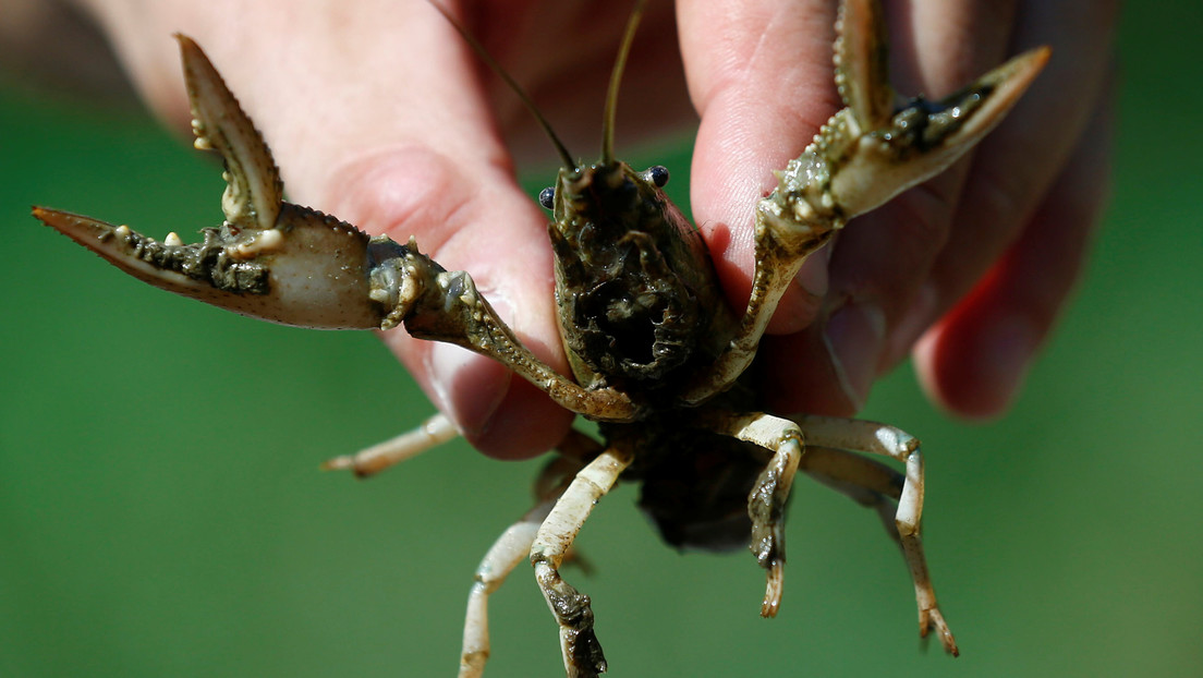 Restos de antidepresivos que circulan en aguas residuales vuelven a los cangrejos de río más "valientes"