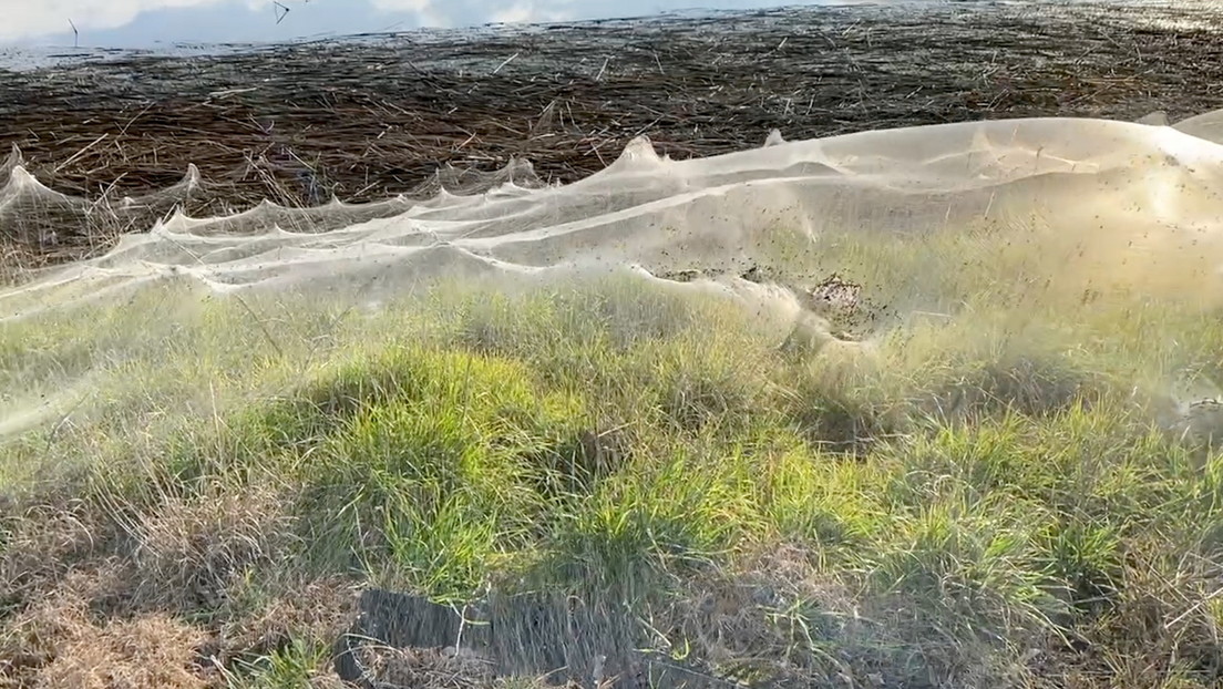 VIDEO: Un manto de telarañas cubre una región australiana después de las fuertes lluvias e inundaciones