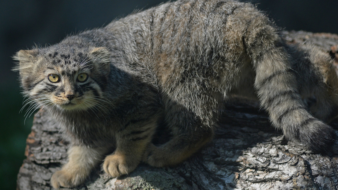 Tres cachorros de gato hallados en Siberia resultan ser ejemplares de manul, un felino salvaje en peligro de extinción