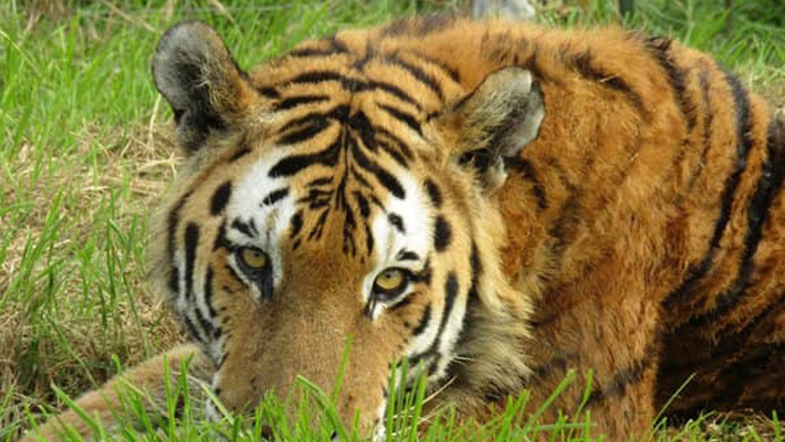 Un tigre mata a un empleado y a otro tigre en un parque zoológico de Sudáfrica