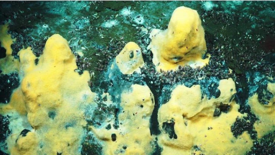 Descubren una colonia de bacterias marinas capaces de 'devorar' metano a niveles nunca antes vistos