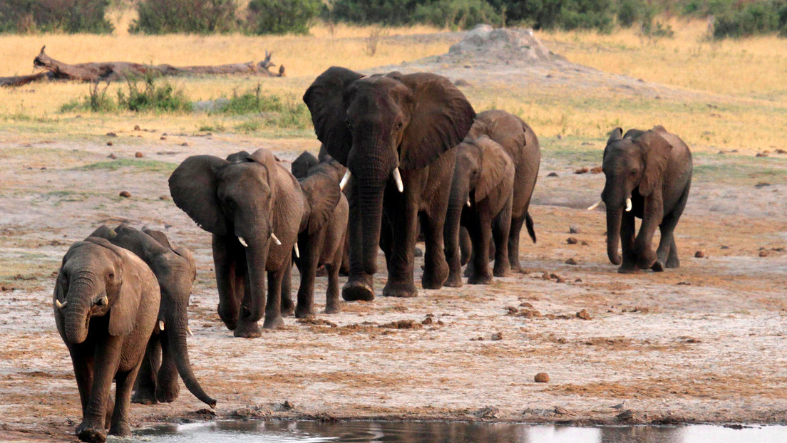 Alertan de que el proyecto de un nuevo campo petrolífero en Botsuana y Namibia amenaza la vida de 130.000 elefantes