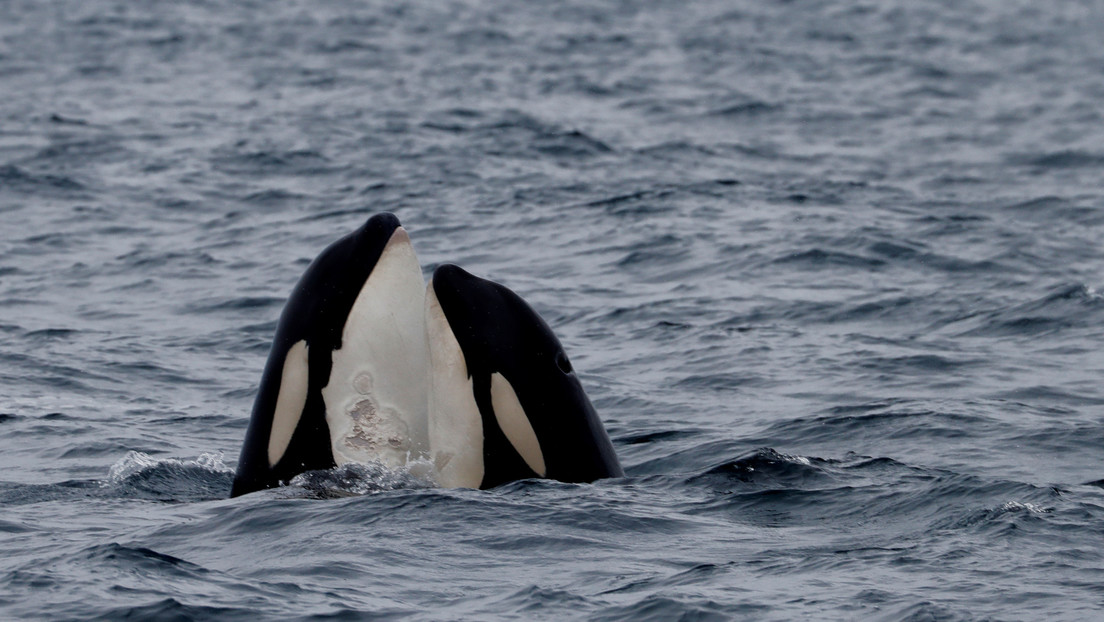 Estudio realizado con drones revela que las orcas también tienen 'mejores amigas'