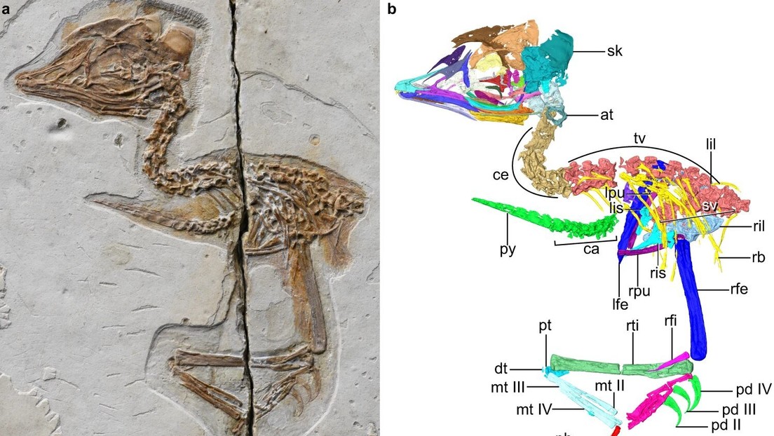 Descubren en China el fósil de un antiguo y diminuto pájaro que tenía un cráneo similar al del tiranosaurio