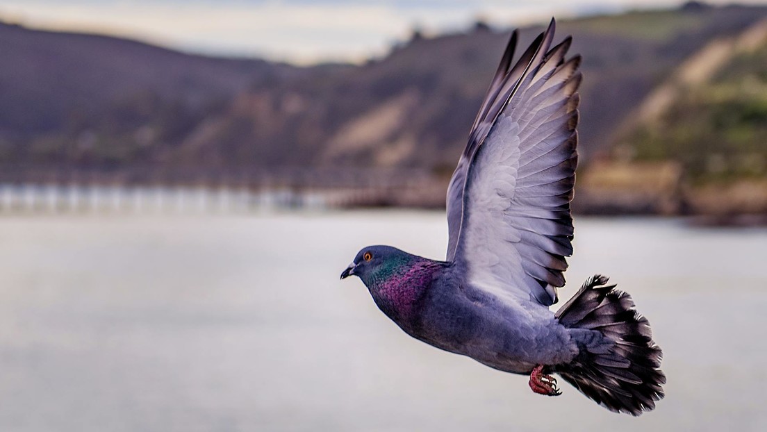 "Uno de los peores días en la historia de las carreras de palomas": desaparecen hasta 10.000 aves durante una tormenta solar