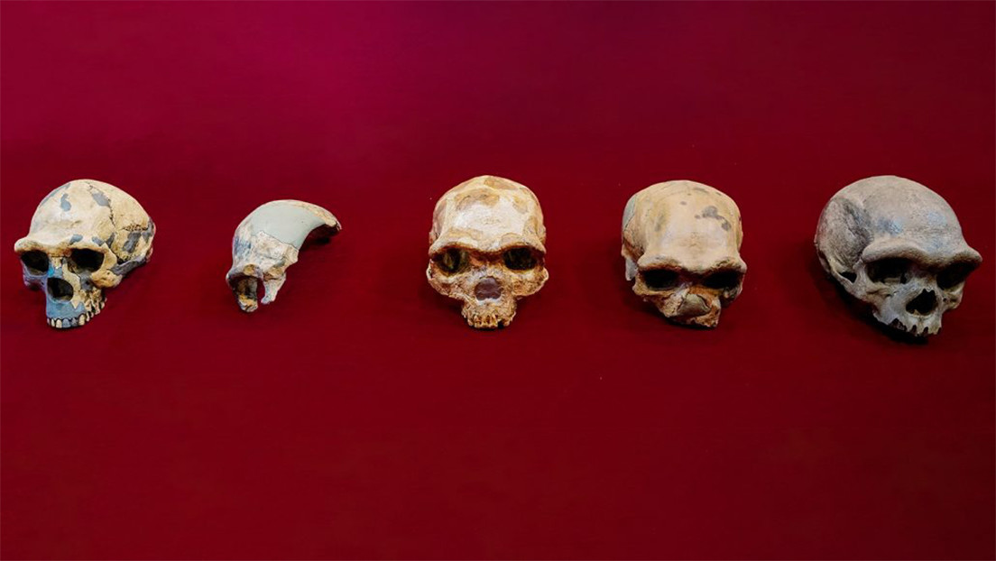 Hallan en China el cráneo del 'hombre dragón' de 140.000 años de antigüedad, que representa una nueva especie de homínido