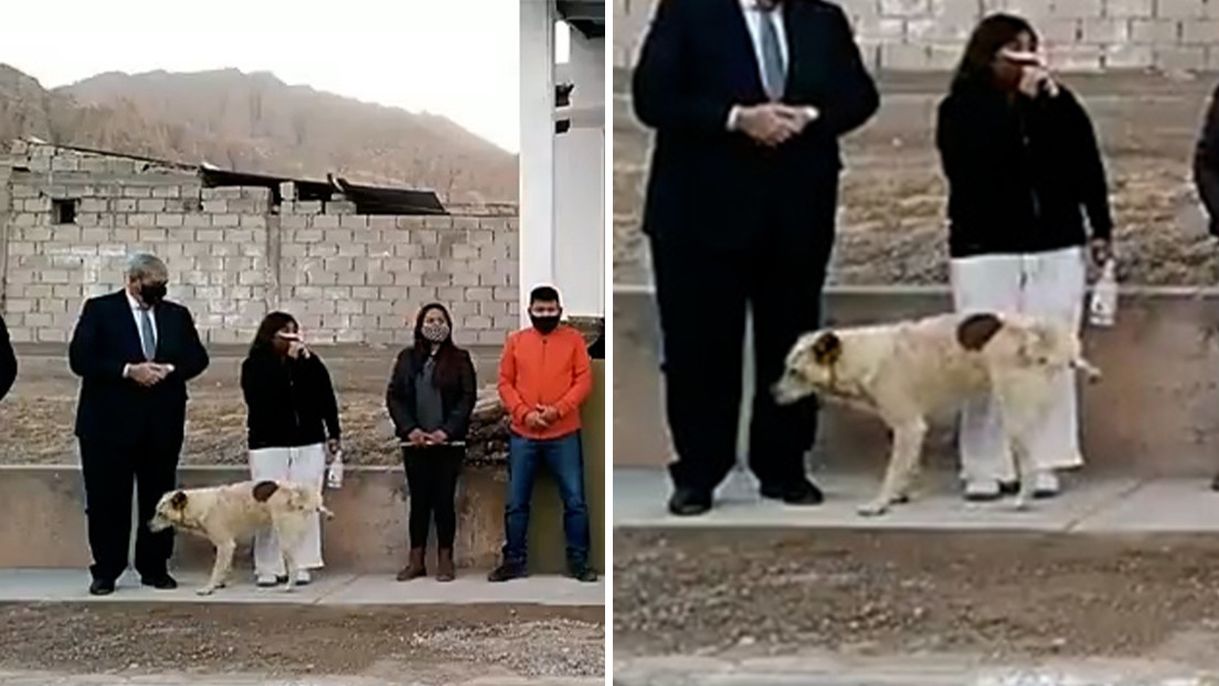 VIDEO: Un perro se cuela en un acto público y orina a los pies de una intendenta en Argentina