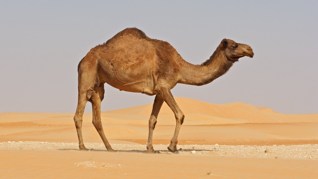 Un estudio revela pormenores desconocidos de cómo el camello arábigo conserva el agua  