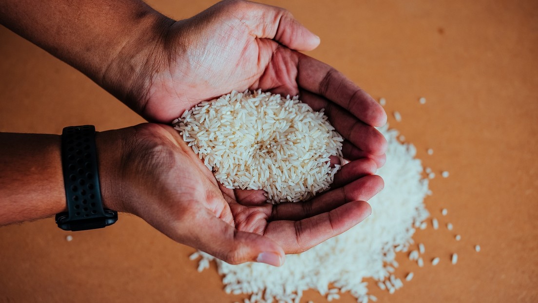 Una nueva vacuna 'comestible' contra el cólera elaborada a base de arroz molido completa con éxito la fase 1 de los ensayos clínicos en humanos