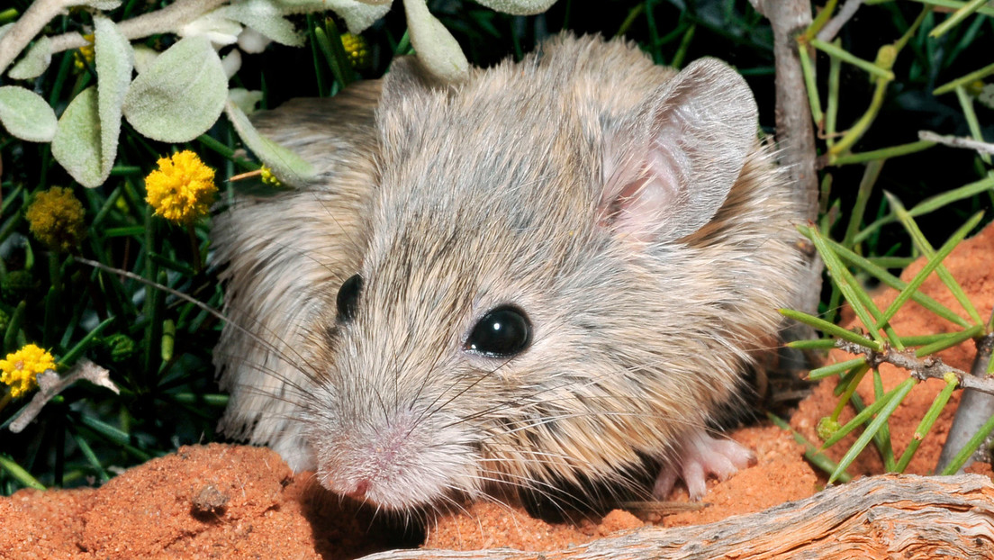 Redescubren un roedor dado por extinto en Australia hace más de 150 años