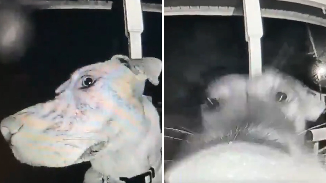 VIDEO: Una perrita se escapa por siete horas, regresa a su casa en la madrugada y toca el timbre de la puerta