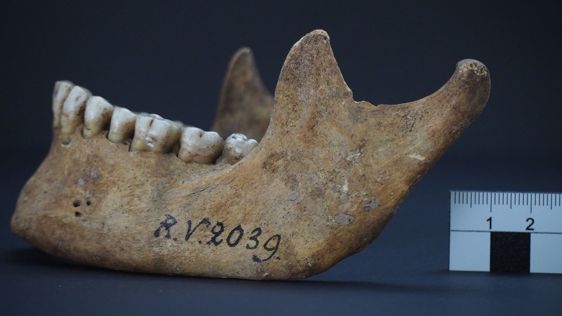Descubren en el cráneo de un cazador-recolector prehistórico una bacteria de la plaga que causó la peste negra hace 5.000 años