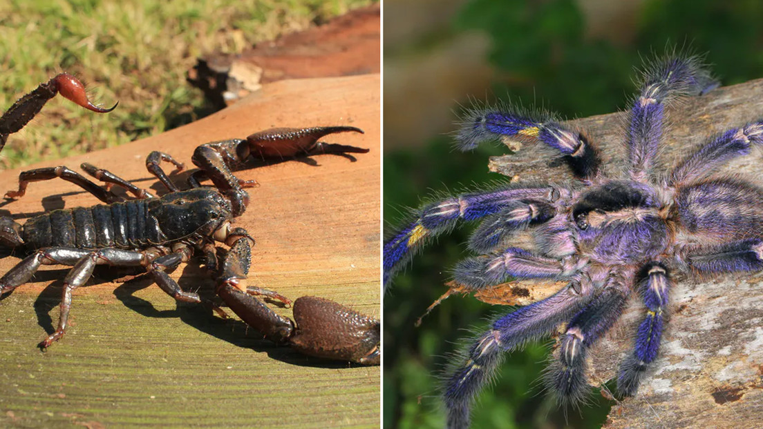 Escorpión contra tarántula: científicos explican quién ganaría en un combate