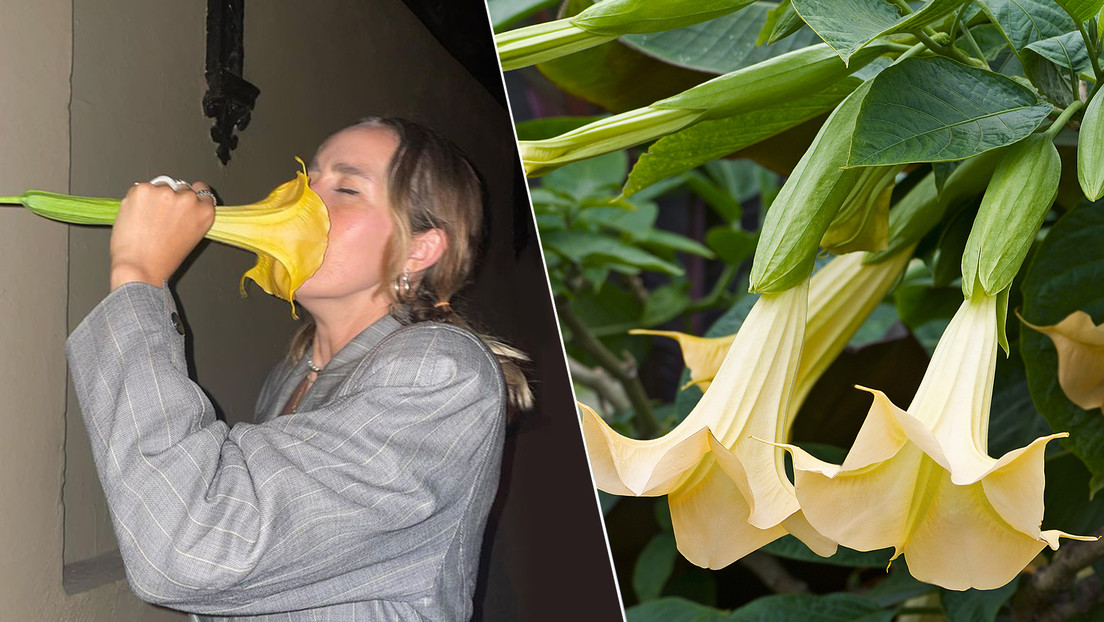 Una 'tiktoker' inhala "el delicioso olor" de una flor que encontró en la calle y que resultó ser de una planta venenosa