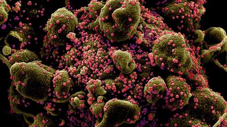Encuentran cuatro nuevos coronavirus parientes del SARS-CoV-2 en China