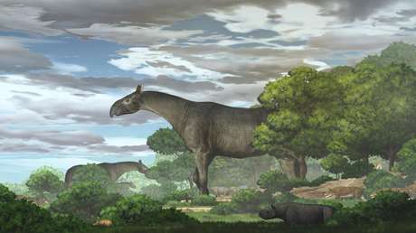 Descubren una nueva especie de rinoceronte gigante que habitó en Asia Central hace más de 20 millones de años