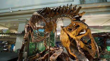 Científicos creen que los dinosaurios se adaptaron bien al clima ártico tras hallar una "sala de maternidad" en Alaska