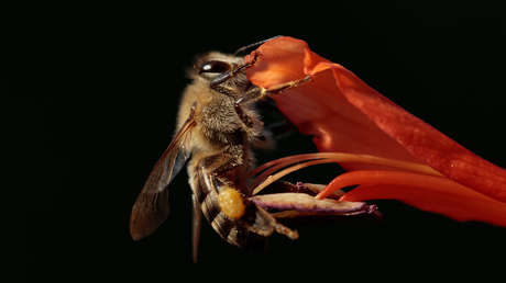 Un estudio descubre que una subespecie de abejas reproduce clones debido a una casualidad genética