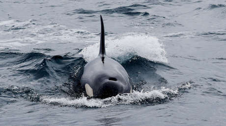 VIDEO: Orcas atacan un velero durante dos horas cerca de las costas de Gibraltar