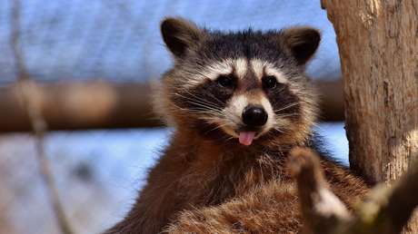 Una 'pandilla' de mapaches invade la vivienda de una estudiante norteamericana (VIDEOS, FOTOS)