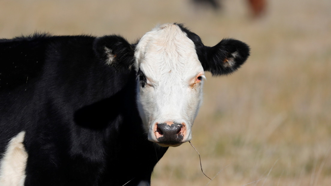 Científicos descubren que las bacterias en el estómago de las vacas pueden descomponer el plástico