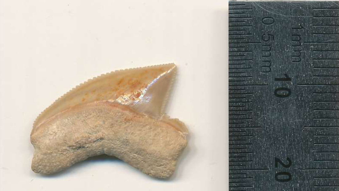Arqueólogos encuentran un tesoro de la época del rey Salomón, que contiene dientes de tiburones de la era de los dinosaurios