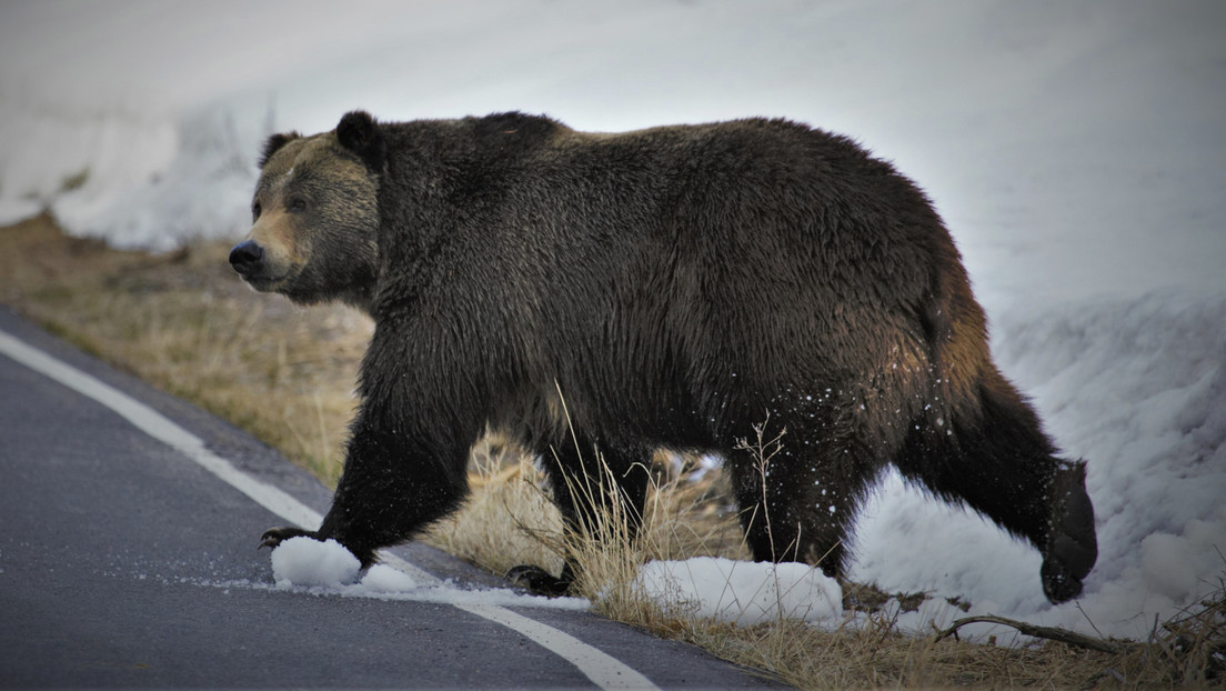 Un oso grizzly arrastra y mata a una mujer fuera de su tienda mientras acampaba en una localidad de EE.UU.