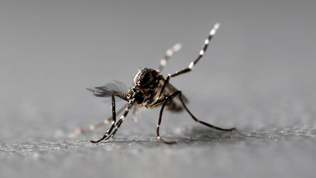 Detectan mosquitos portadores de un virus capaz de paralizar a los humanos en al menos siete estados de EE.UU.