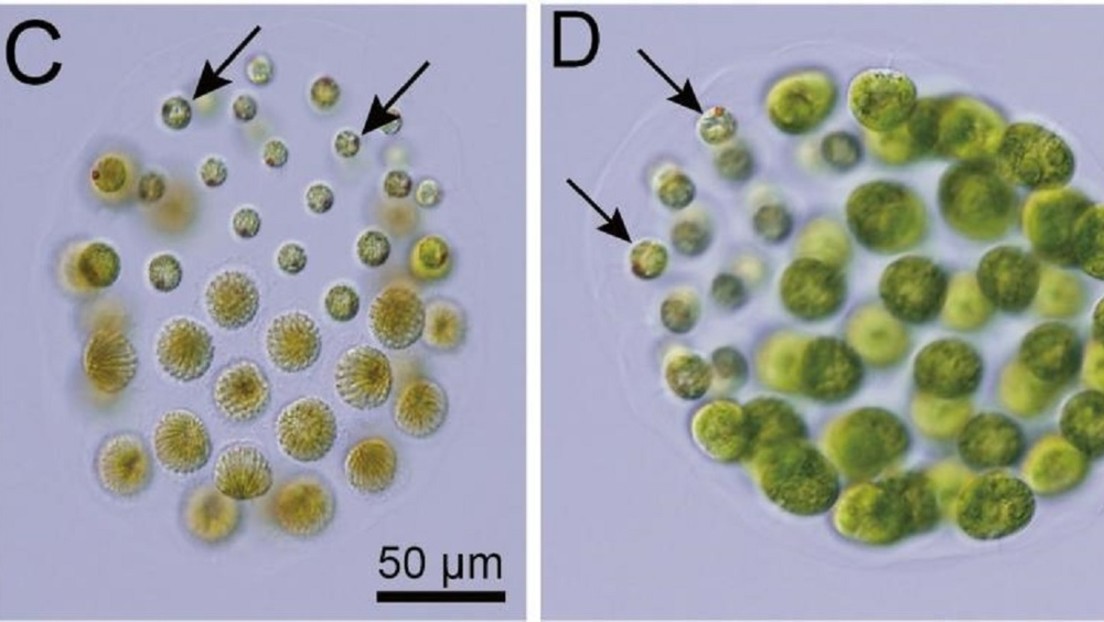 Descubren una especie de alga con tres sexos distintos