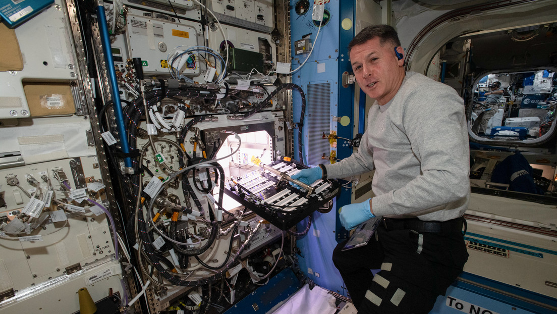 Astronautas de la NASA comienzan a cultivar pimiento picante a bordo de la EEI (y será parte de su dieta)