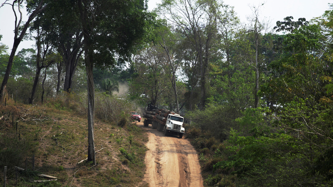 Narcotráfico, desplazamiento forzado y violencias: las huellas silenciadas de la deforestación de la selva en Suramérica