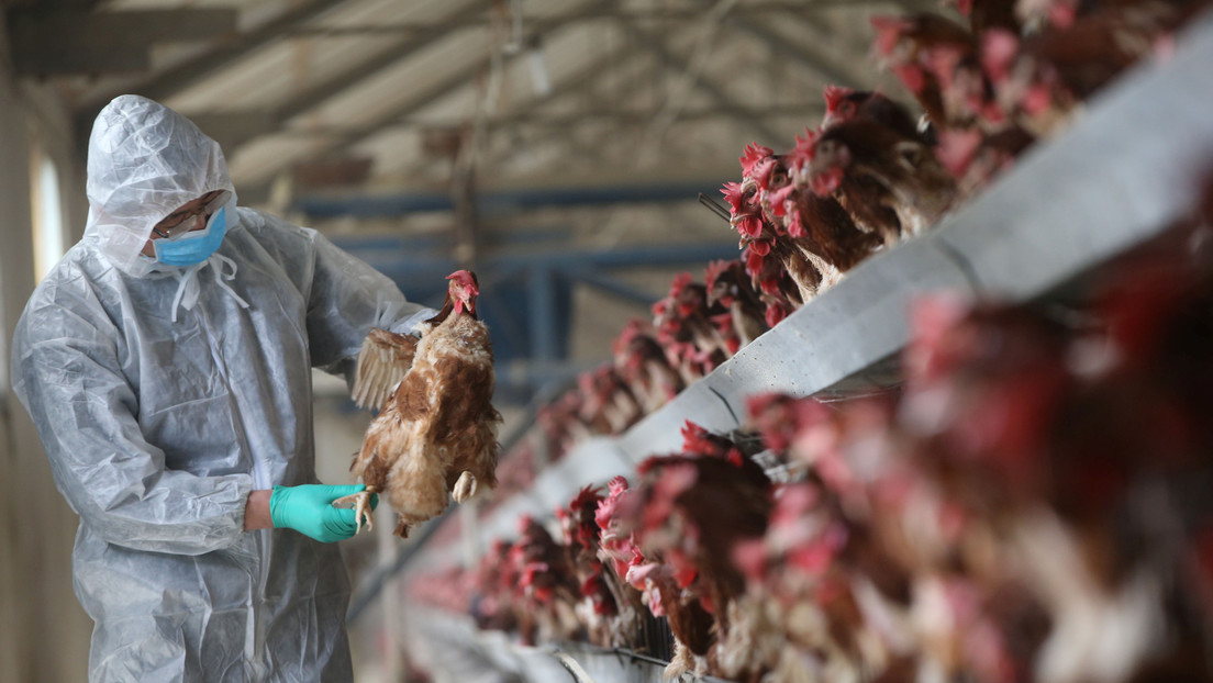 China reporta un caso de infección humana por la cepa H5N6 de gripe aviar