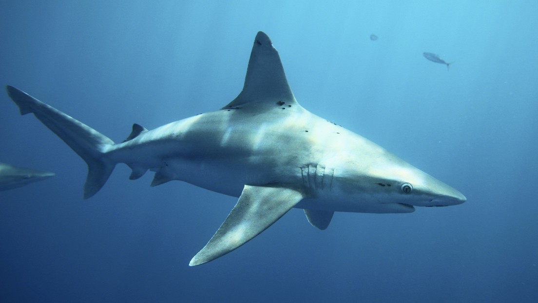 Australia cambia el término "ataques" de tiburones por "encuentros negativos" para disipar la percepción de "monstruo devorador de hombres"