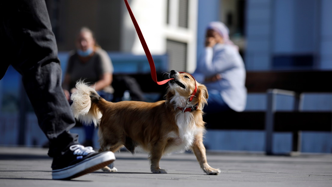 Tel Aviv realizará pruebas de ADN para multar a los dueños de perros que no limpien sus excrementos en la calle