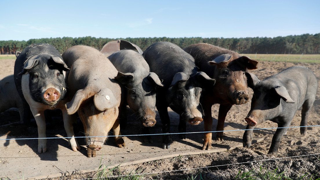 La peste porcina africana golpea tres granjas de cerdos en Alemania