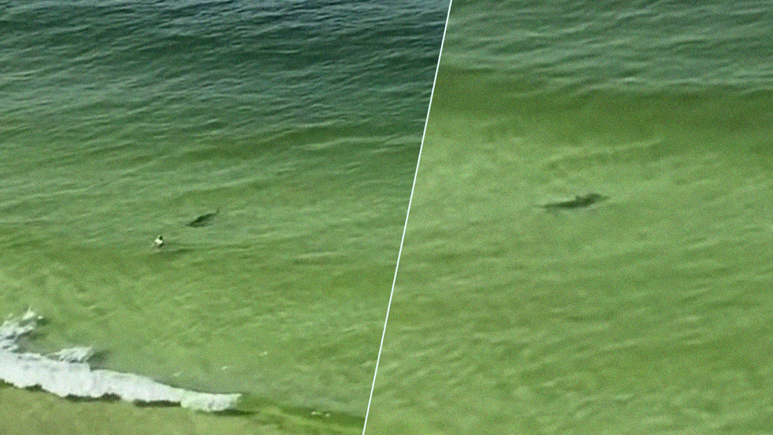 VIDEO: Un tiburón martillo avanza como un torpedo directo hacia un bañista y justo frente a él cambia de rumbo