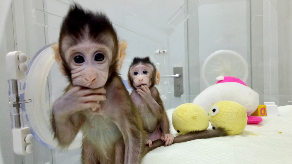Síntomas, tratamiento, mortalidad: ¿Qué se sabe del virus del mono B que se contrae con una mordida del macaco?
