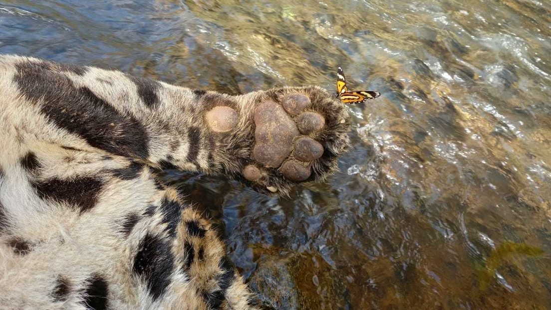 50 perdigones y arrojado desde un puente a un río: La muerte de uno de los últimos jaguares en la Mata Atlántica de Brasil