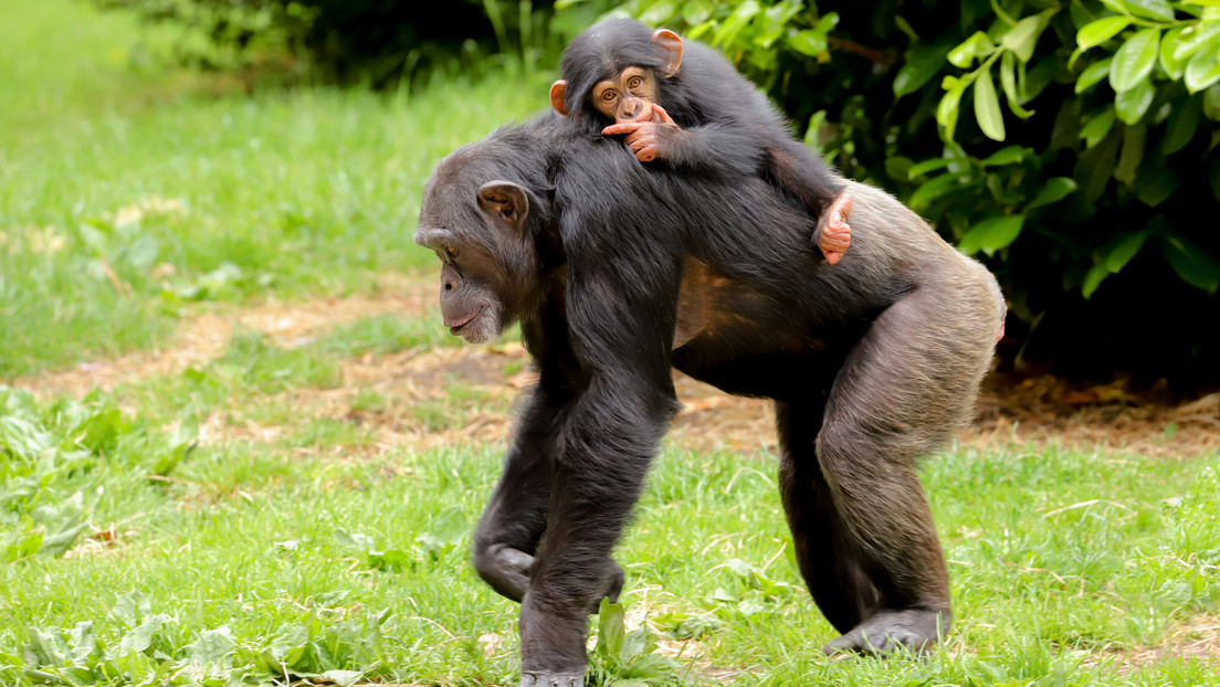 Científicos documentan por primera vez cómo los chimpancés matan en grupos a gorilas