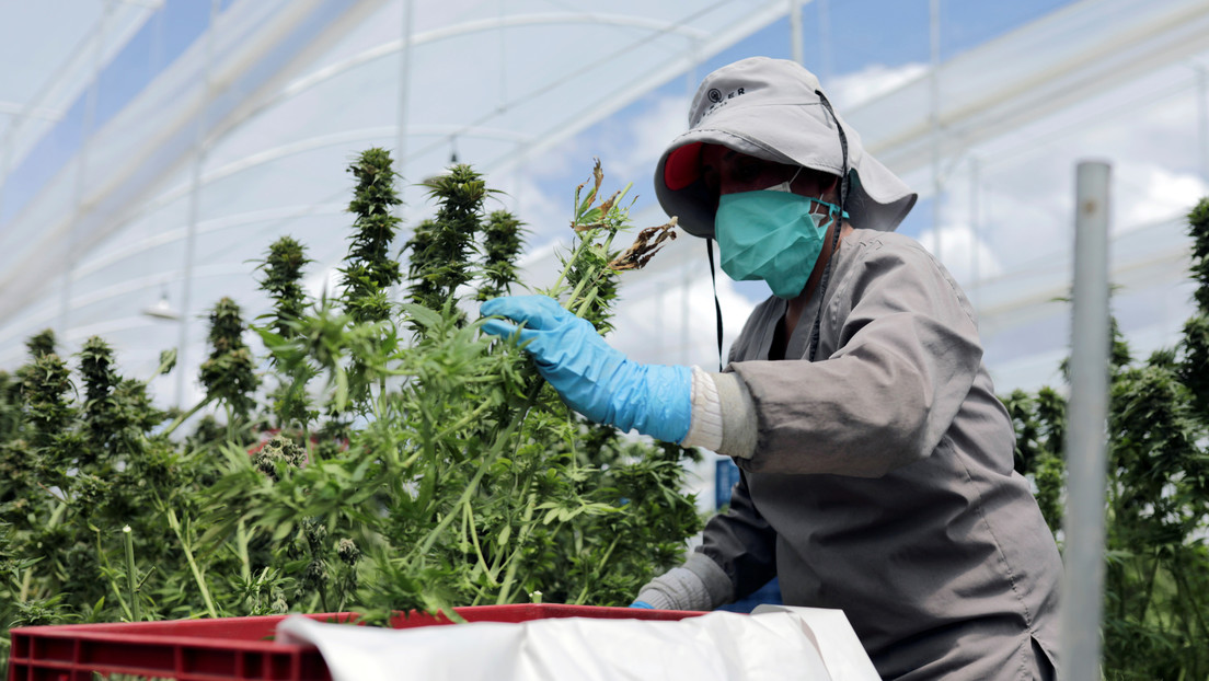 Colombia autoriza la exportación de la flor seca de cannabis medicinal para "jugar en grande" en el mercado internacional