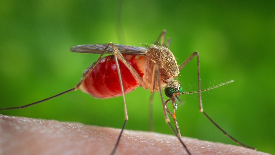 Detectan mosquitos portadores del virus del Nilo Occidental en Los Ángeles