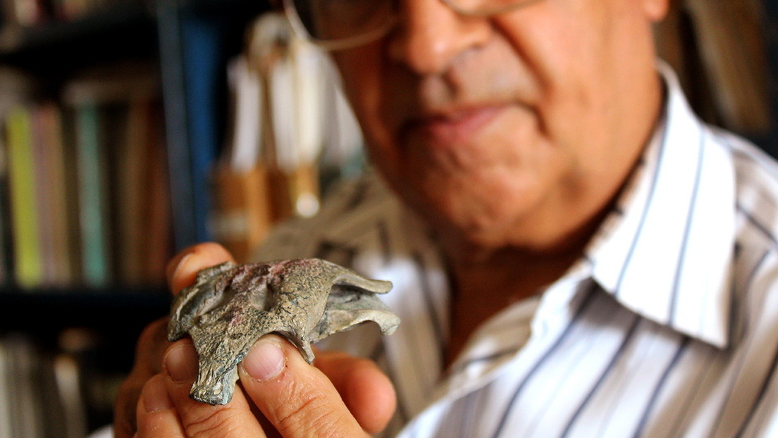 Paleontólogos chilenos y argentinos descubren restos del "abuelo" de los cocodrilos modernos de 148 millones de años