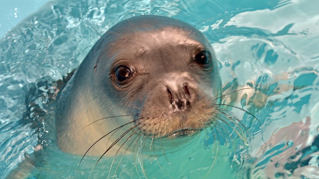 Matan a quemarropa a una foca que se hizo símbolo de una isla griega tras ser rescatada cuando un ciclón azotaba el país