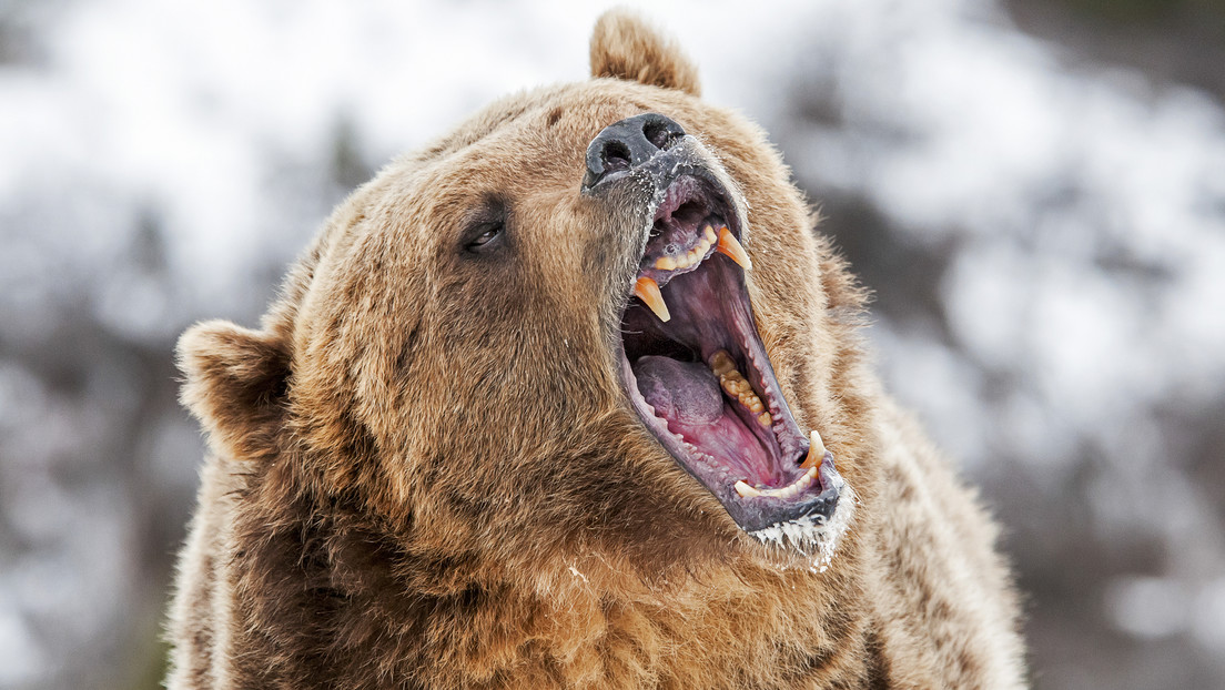 Un oso se lanza contra un grupo de turistas en un parque natural en Siberia y mata a uno