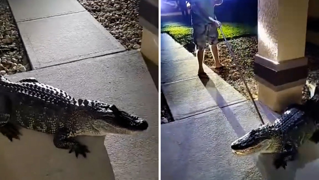 Un gran caimán sorprende a una familia de Florida en su casa y provoca daños materiales