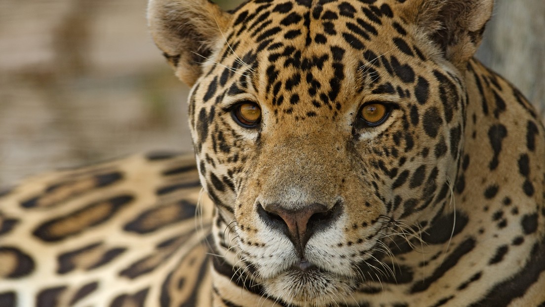Un joven mete la mano en la jaula de los jaguares en un zoológico y los felinos responden con un zarpazo