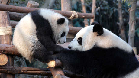 China elimina al oso panda de la lista de especies en peligro de extinción