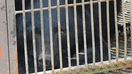 Revelan las deplorables condiciones de las granjas ilegales de extracción de bilis de osos en Corea del Sur